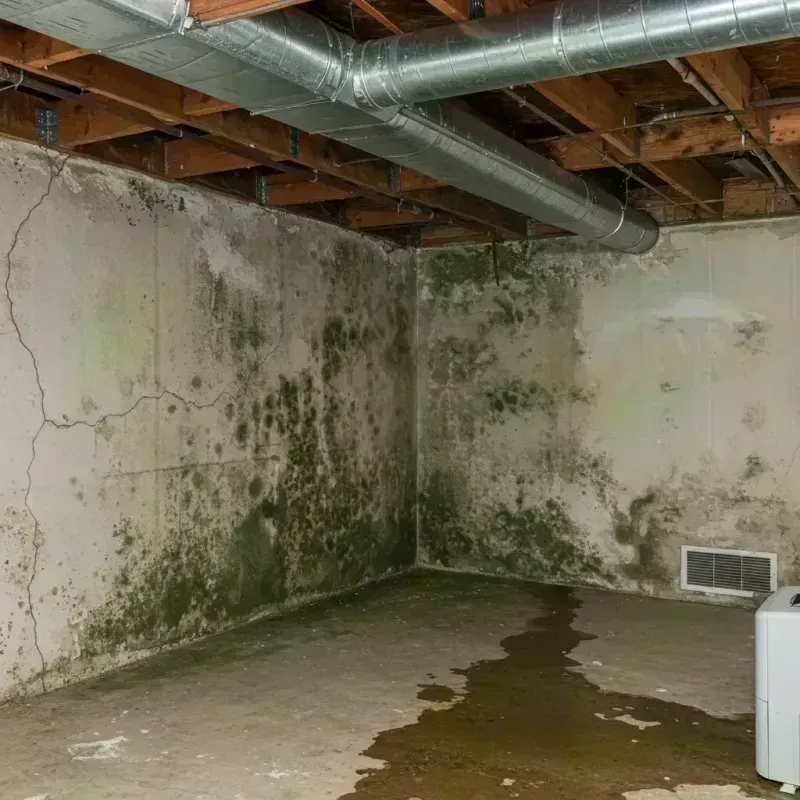 Professional Mold Removal in London, OH